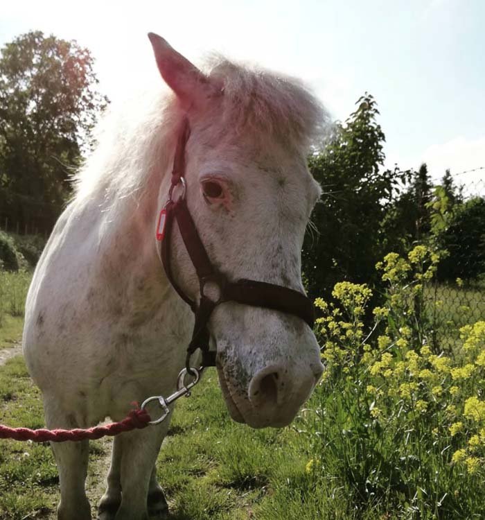 Die-FARM_Bella weißes Pony Bella