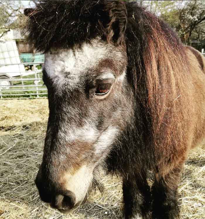 Die-FARM_Blacky