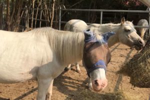 Ponys beim Fressen