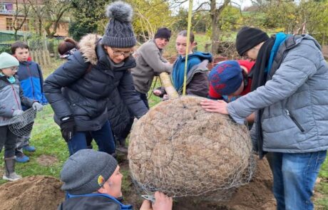 BAum wird ins Loch eingebracht