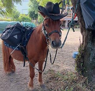 02 Pferd mit Hut