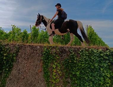 05 Ausritt in die WEinberge