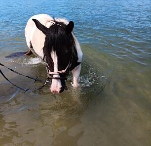 07 Pony im Rhein