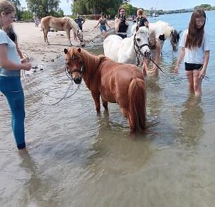 08 Pony im Rhein 2