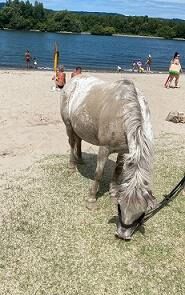 11 Pony am Strand