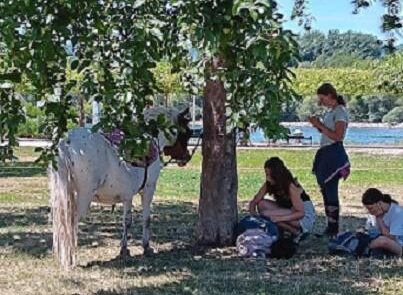 12 Pony unter Bäumen