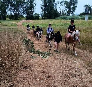 17 Ponys auf dem Rückweg zur Farm 2