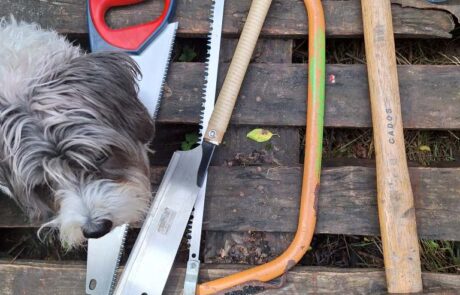 20250723_095355 Farmhund Hilde passt aufs Werkzeug auf