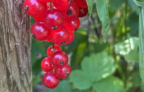 Johannisbeeren am Strauch