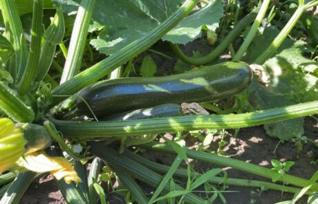 Zucchinipflanze